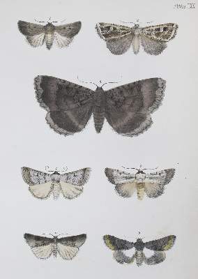 Bild Nr.2: 122-979 Morris,F.O.: (Zoologie, Schmetterlinge)