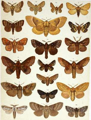 Bild Nr.1: 122-980 Spuler,A.: (Zoologie, Schmetterlinge)