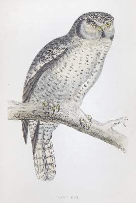 Bild Nr.1: 122-981 Morris,F.O.: (Zoologie, Vögel, Grossbritannien)