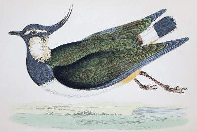 Bild Nr.2: 122-981 Morris,F.O.: (Zoologie, Vögel, Grossbritannien)