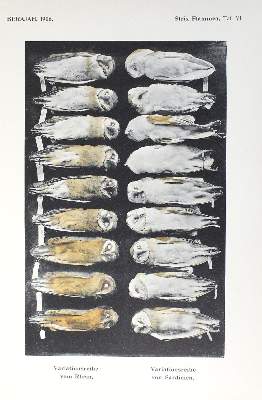 Bild Nr.1: 122-982 Kleinschmidt,O.: (Zoologie, Vögel)