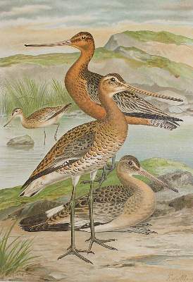 Bild Nr.1: 122-984 Naumann,J.A.: (Zoologie, Vögel)