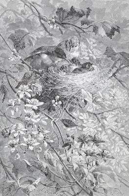 Bild Nr.1: 122-985 Watkins,M.G.: (Zoologie, Vögel)