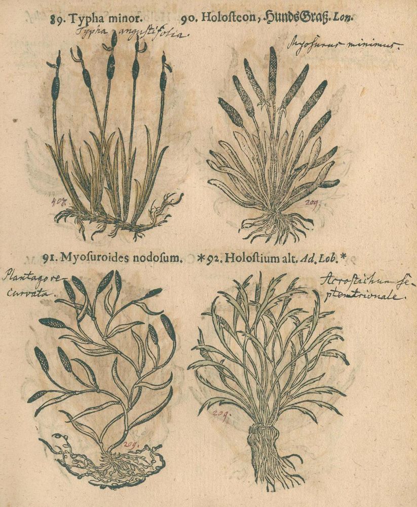 Große Abbildung Nr.2: 123-1327 Pancovius (Panckow),T.: (Botanik, Kräuterbücher)