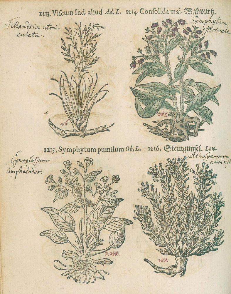 Große Abbildung Nr.3: 123-1327 Pancovius (Panckow),T.: (Botanik, Kräuterbücher)