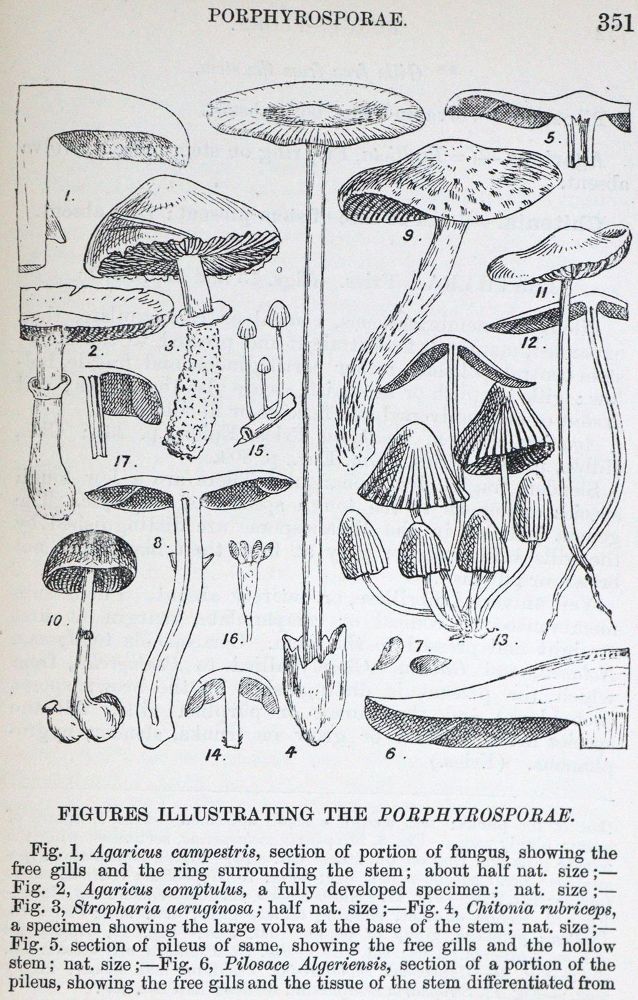 Große Abbildung Nr.1: 123-1343 Massee,G.: (Botanik, Pilze)