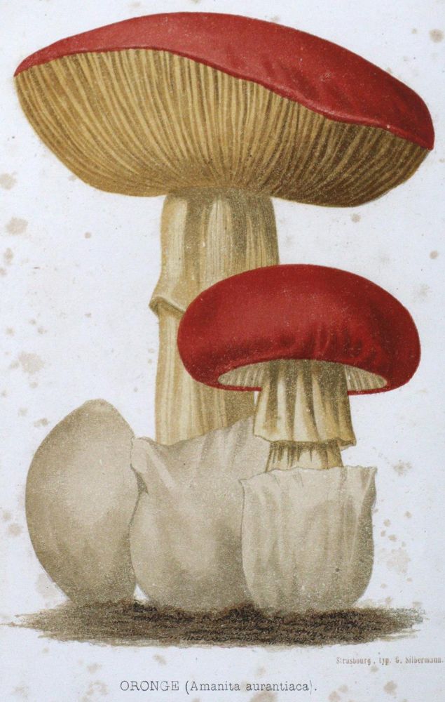 Große Abbildung Nr.1: 123-1346 Remy,J.: (Botanik, Pilze)