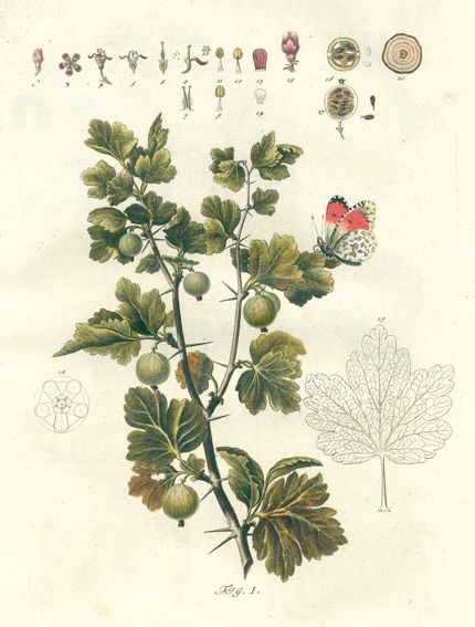 Große Abbildung Nr.1: 123-1360 Schmidel,C.C.: (Botanik)