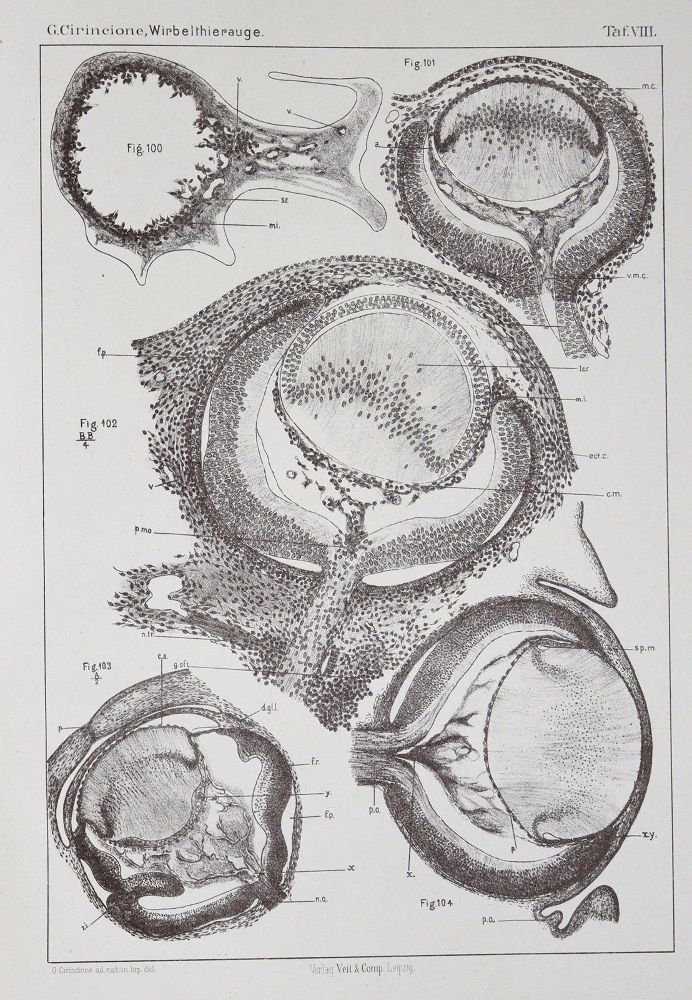 Große Abbildung Nr.1: 123-1375 Cirincione,G.: (Medizin)