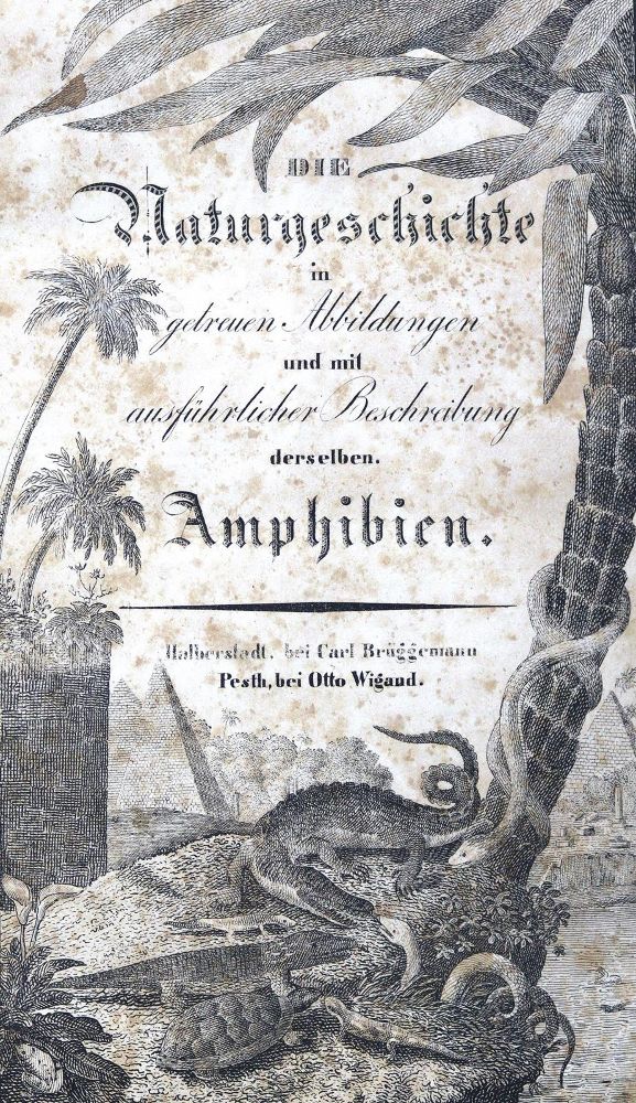 Große Abbildung Nr.1: 123-1437 (Buhle,C.A.A.).: (Zoologie)