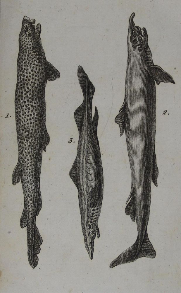 Große Abbildung Nr.10: 123-1438 La Cepede (d.i. B.G.E.M. de la Ville-sur-Illon).: (Zoologie, Fische)
