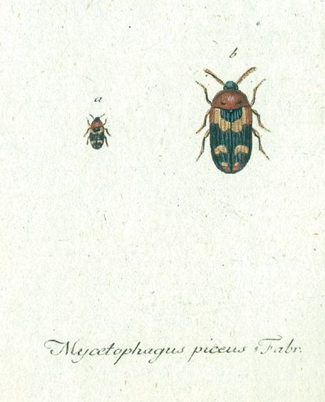 Große Abbildung Nr.1: 123-1441 Panzer,G.W.F.: (Zoologie, Insekten)