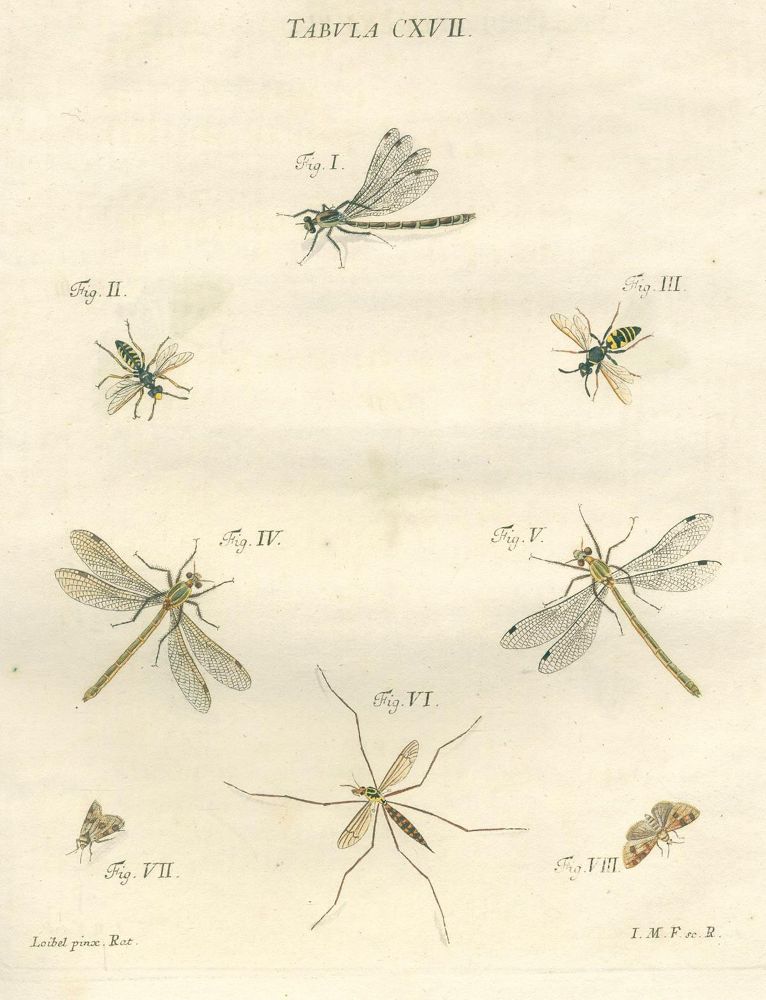 Große Abbildung Nr.2: 123-1443 Schaeffer,J.C.: (Zoologie, Insekten)