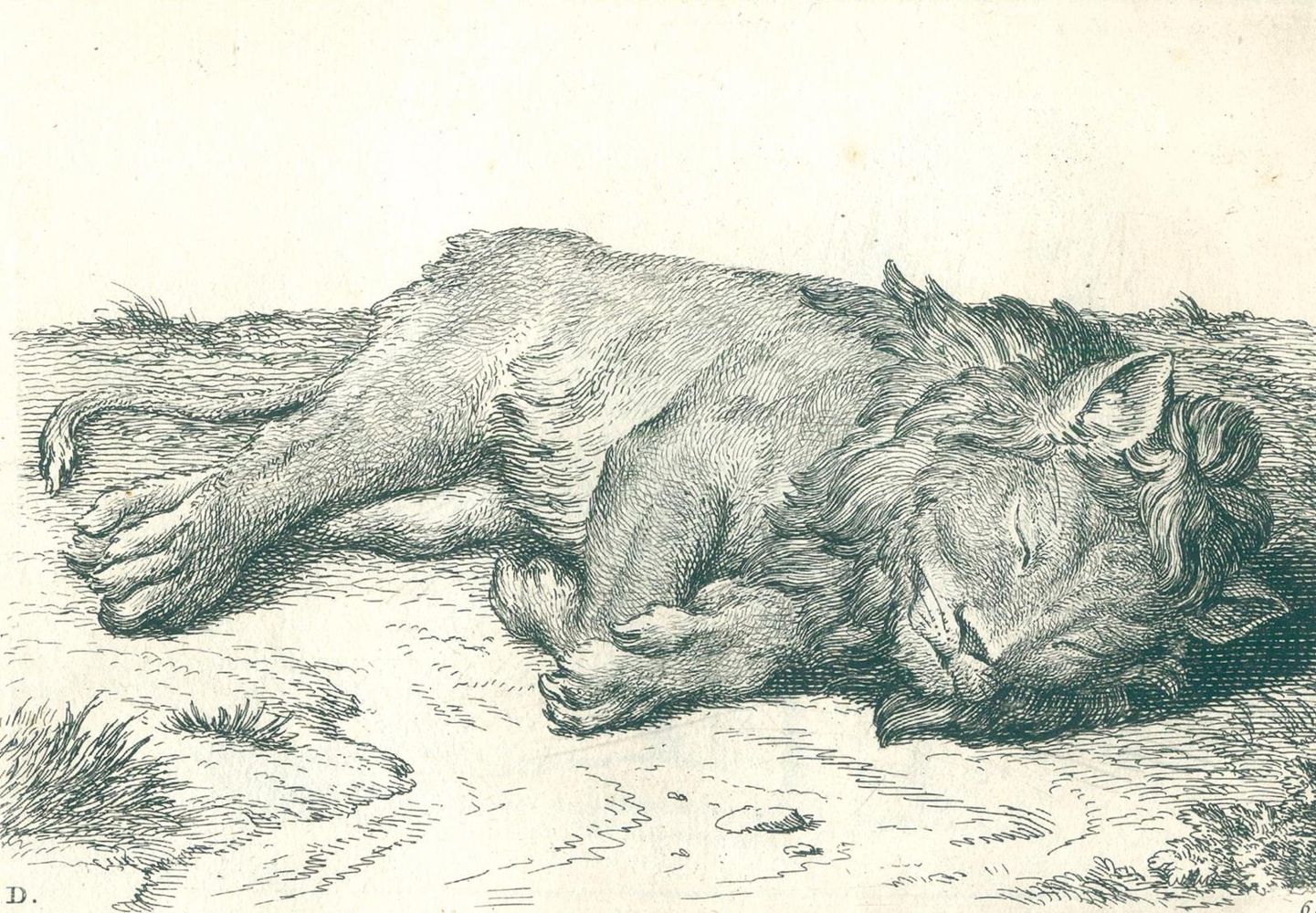 Große Abbildung Nr.2: 123-1446 Picart,B.: (Zoologie, Löwen)
