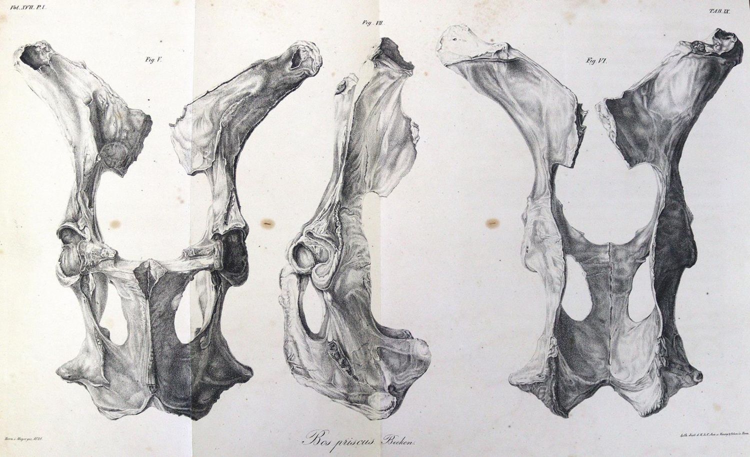 Große Abbildung Nr.1: 123-1447 Meyer,H.v.: (Zoologie)