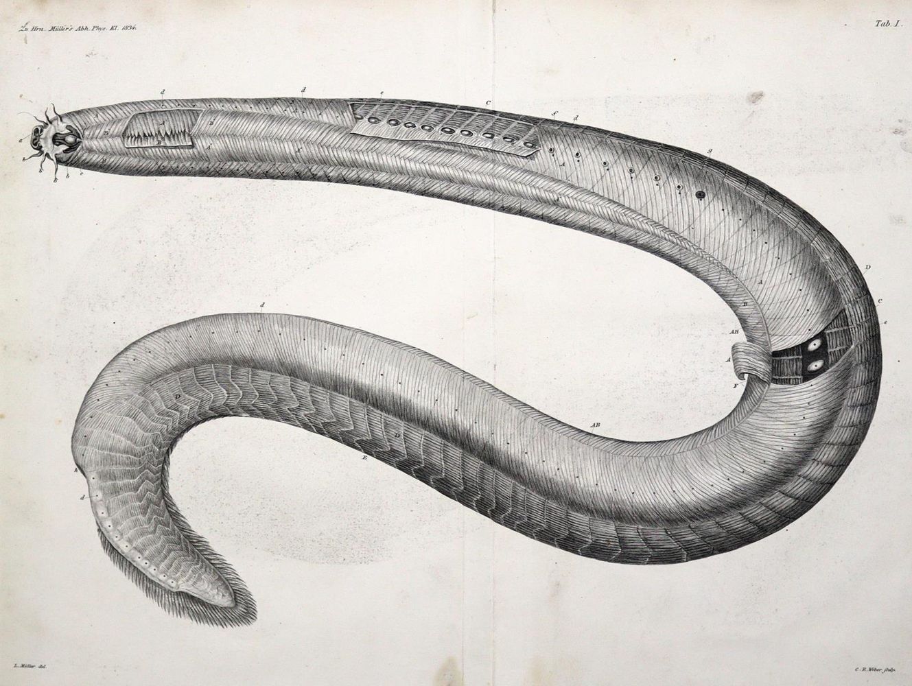 Große Abbildung Nr.1: 123-1448 Müller,J.: (Zoologie)
