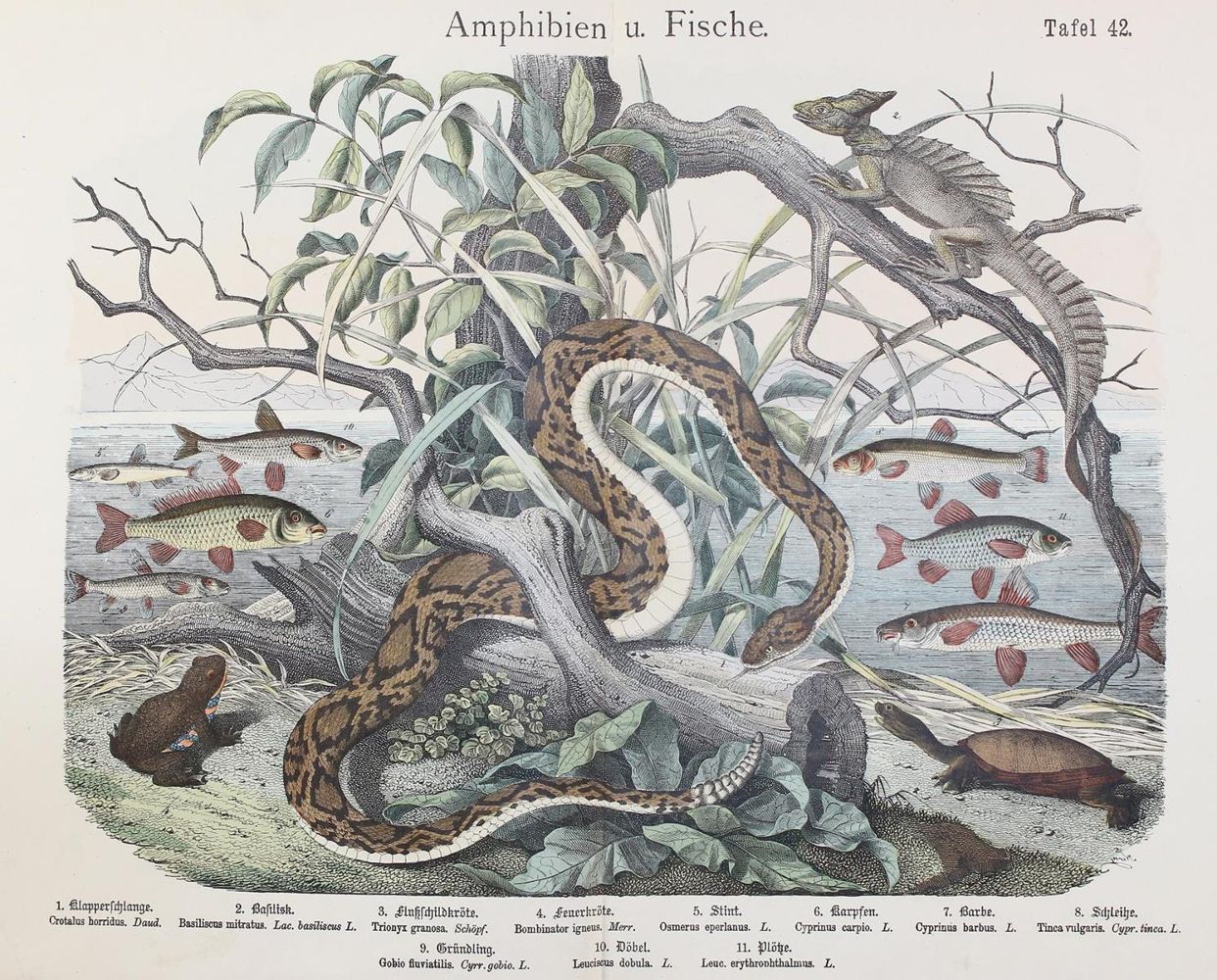 Große Abbildung Nr.1: 123-1449 Naturgeschichte des Tierreichs.: (Zoologie)