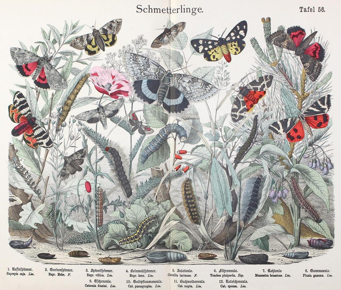 Große Abbildung Nr.2: 123-1449 Naturgeschichte des Tierreichs.: (Zoologie)