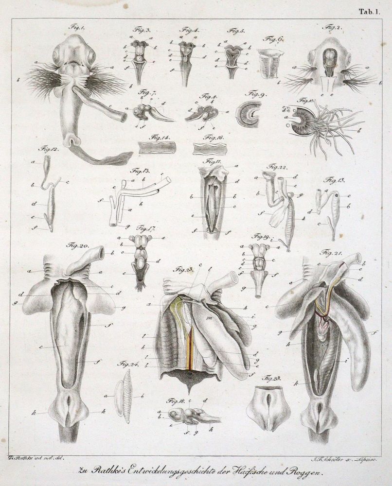 Große Abbildung Nr.1: 123-1451 Rathke,H.: (Zoologie)