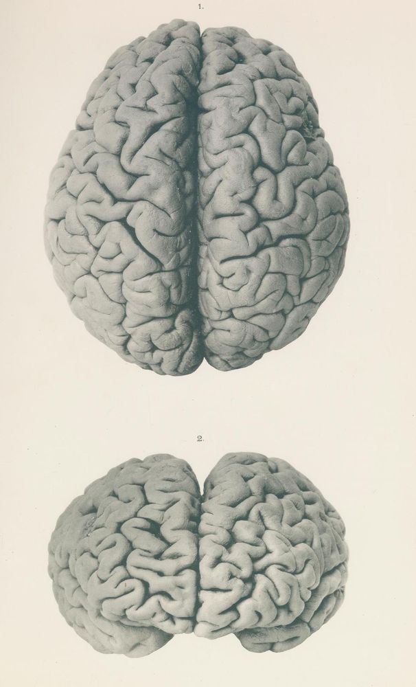 Große Abbildung Nr.1: 123-1452 Retzius,G.: (Zoologie)