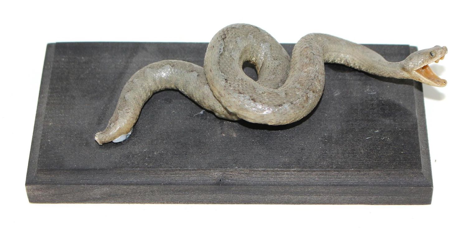 Große Abbildung Nr.1: 123-1455 Aspisviper (Vipera Aspis).: (Zoologie, Taxidermie)