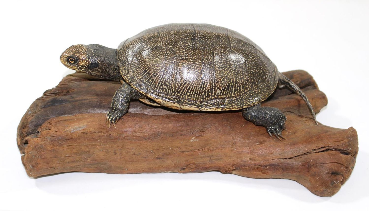 Große Abbildung Nr.1: 123-1459 Sumpfschildkröte.: (Zoologie, Taxidermie)