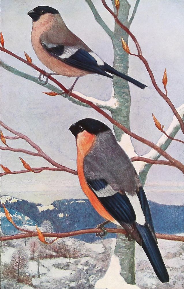 Große Abbildung Nr.3: 123-1461 Robert,L.P.: (Zoologie, Vögel)
