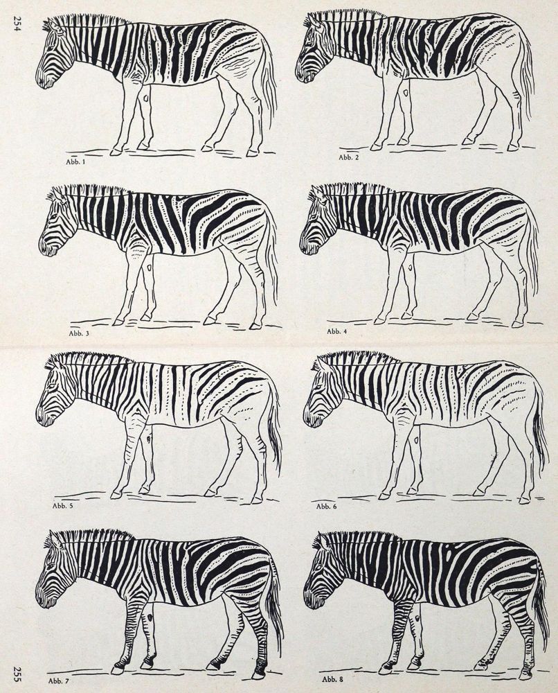Große Abbildung Nr.1: 123-1463 Antonius,O.: (Zoologie, Zebras)
