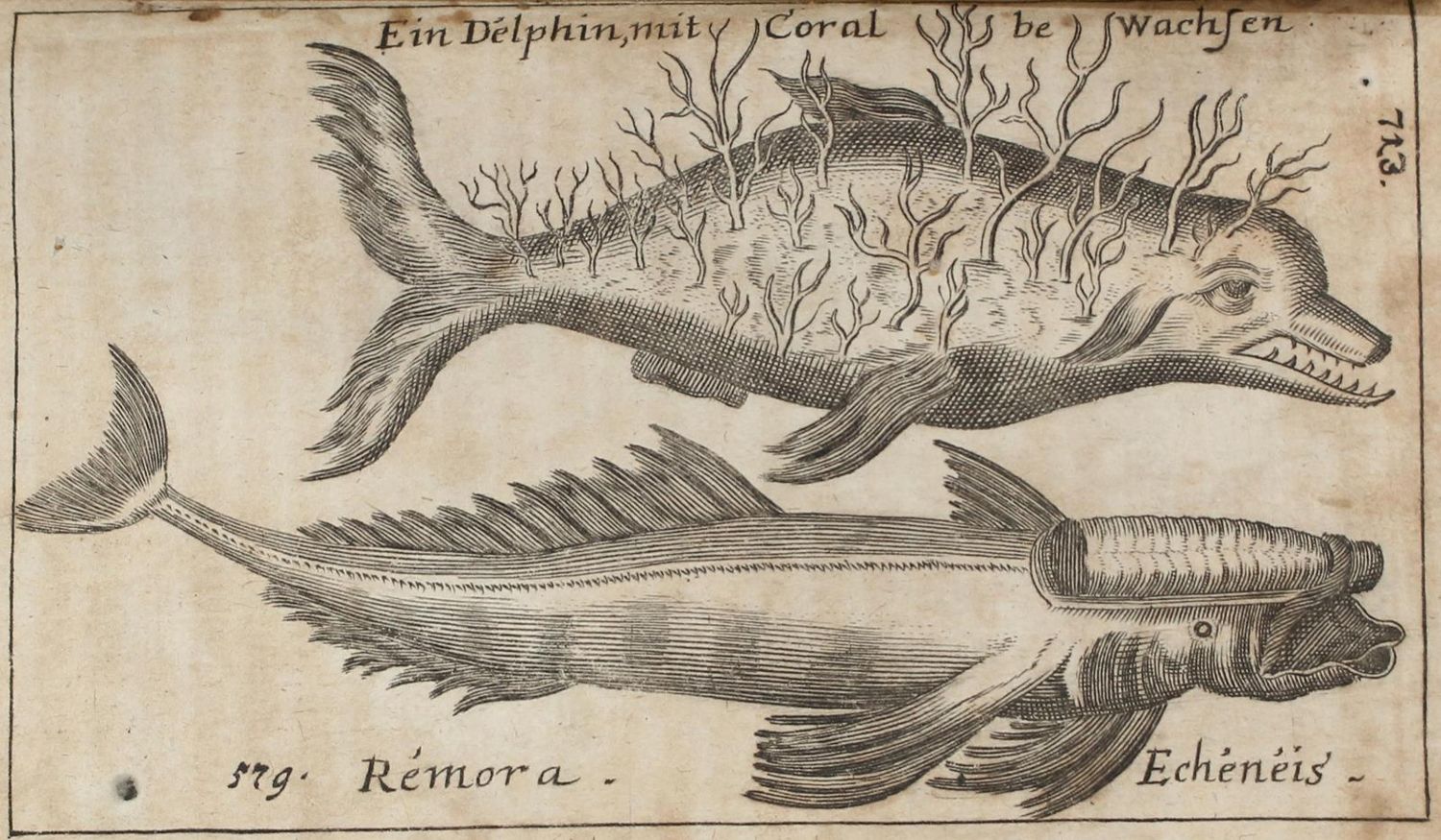 Große Abbildung Nr.3: 123-1537 Seyfried,J.H.: (Verschiedene Gebiete - Varia)