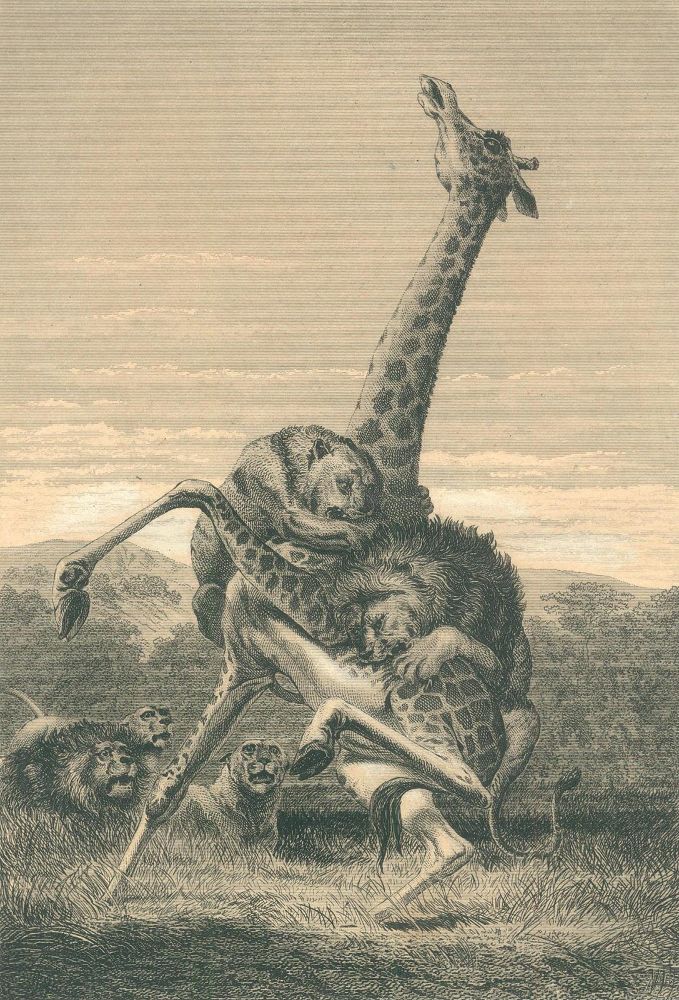 Große Abbildung Nr.2: 123-1557 Anderson,C.J.: (Afrika)