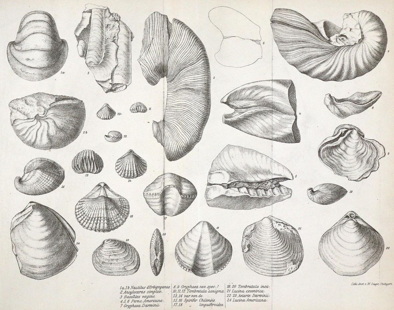 Große Abbildung Nr.1: 123-1778 Darwin,C.: (Verschiedene Länder - Geschichte, Amerika)