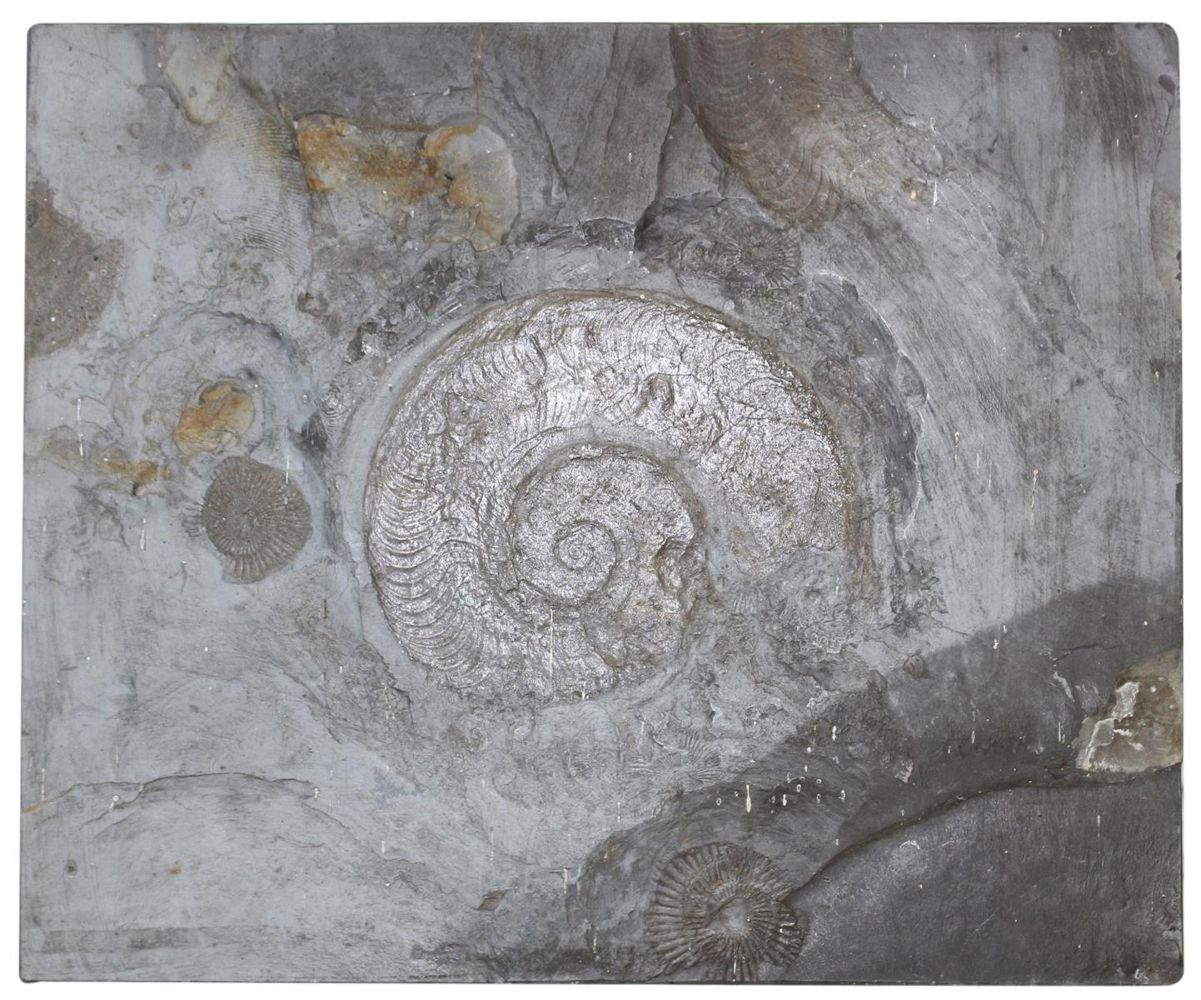Große Abbildung Nr.1: 123-1945 Fossilien Grube Katzenberg.: (Varia)