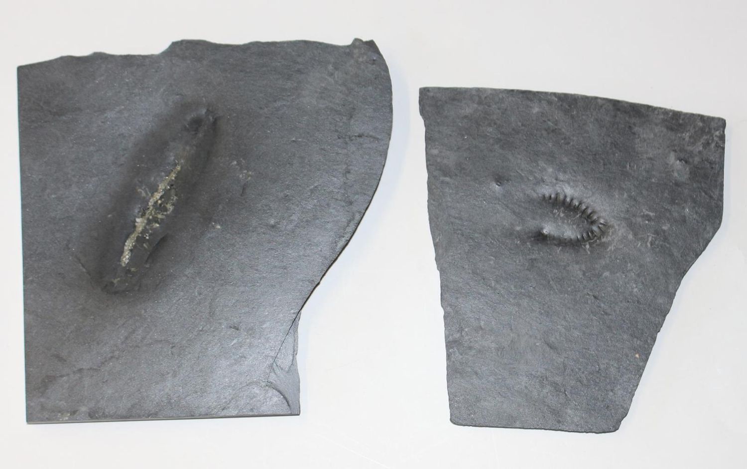Große Abbildung Nr.2: 123-1945 Fossilien Grube Katzenberg.: (Varia)