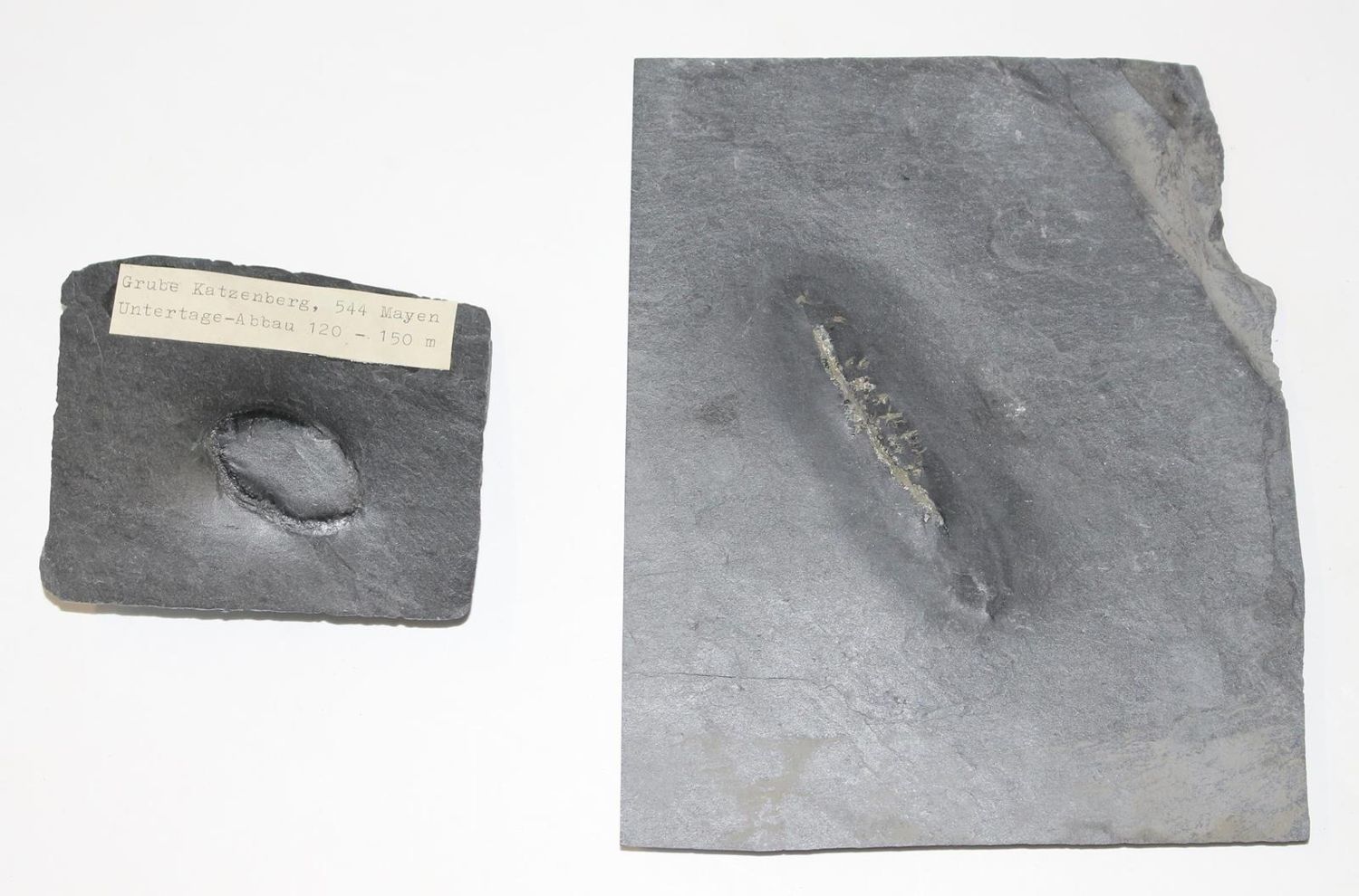 Große Abbildung Nr.3: 123-1945 Fossilien Grube Katzenberg.: (Varia)
