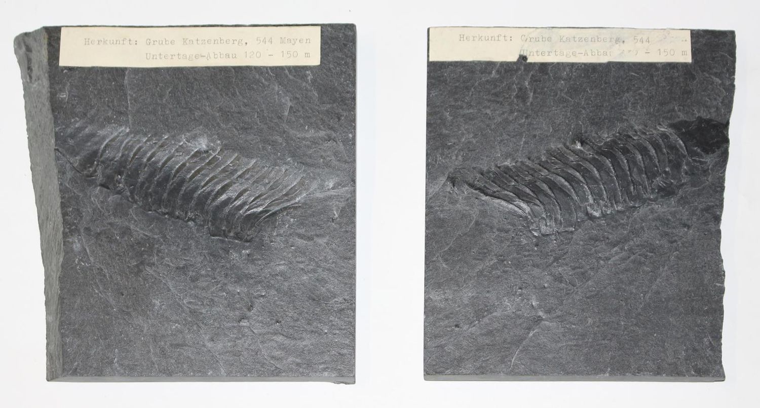 Große Abbildung Nr.4: 123-1945 Fossilien Grube Katzenberg.: (Varia)