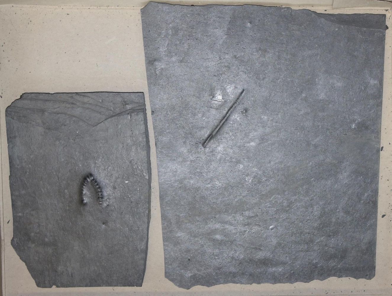 Große Abbildung Nr.6: 123-1945 Fossilien Grube Katzenberg.: (Varia)