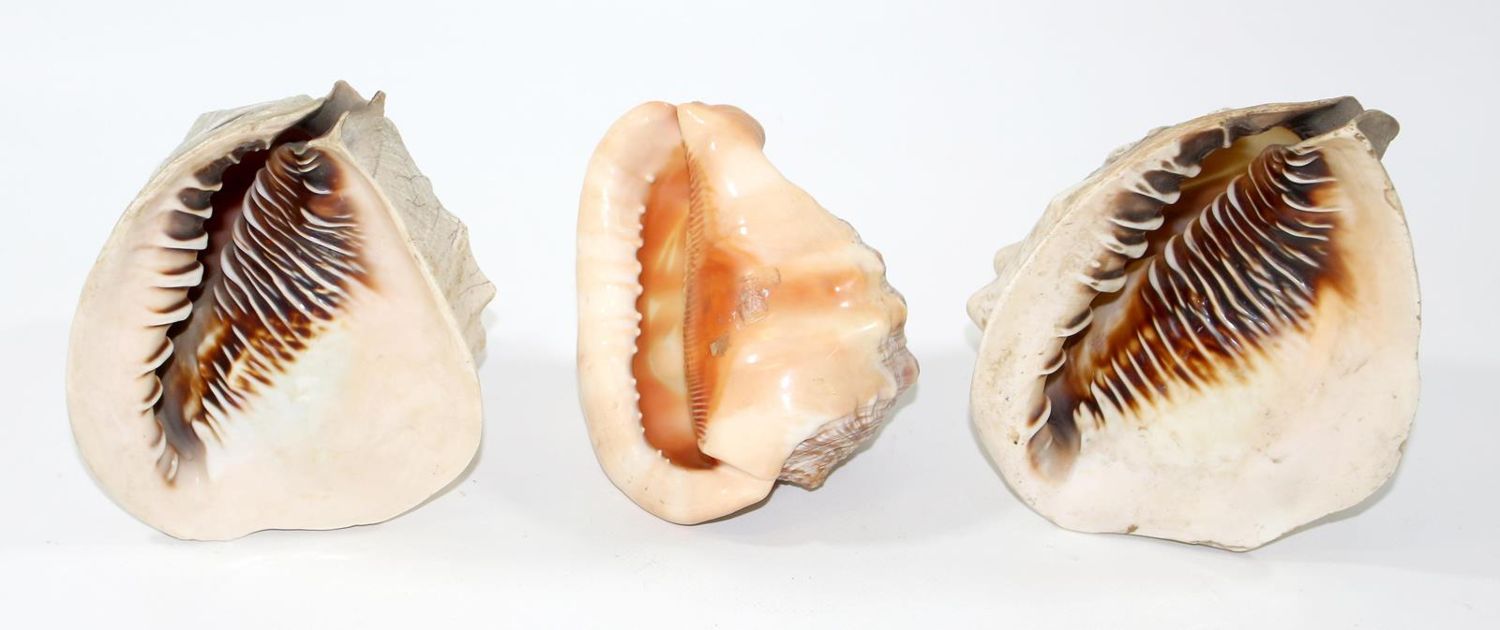 Große Abbildung Nr.2: 123-2363 Große Muschelschnitzereien.: (Schmuck)
