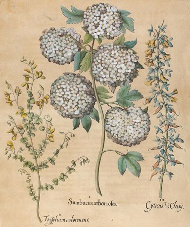 Große Abbildung Nr.1: 123-2586 Amerikanischer Holunder, Zwergginster u. Geißklee.: (Varia, Botanik)