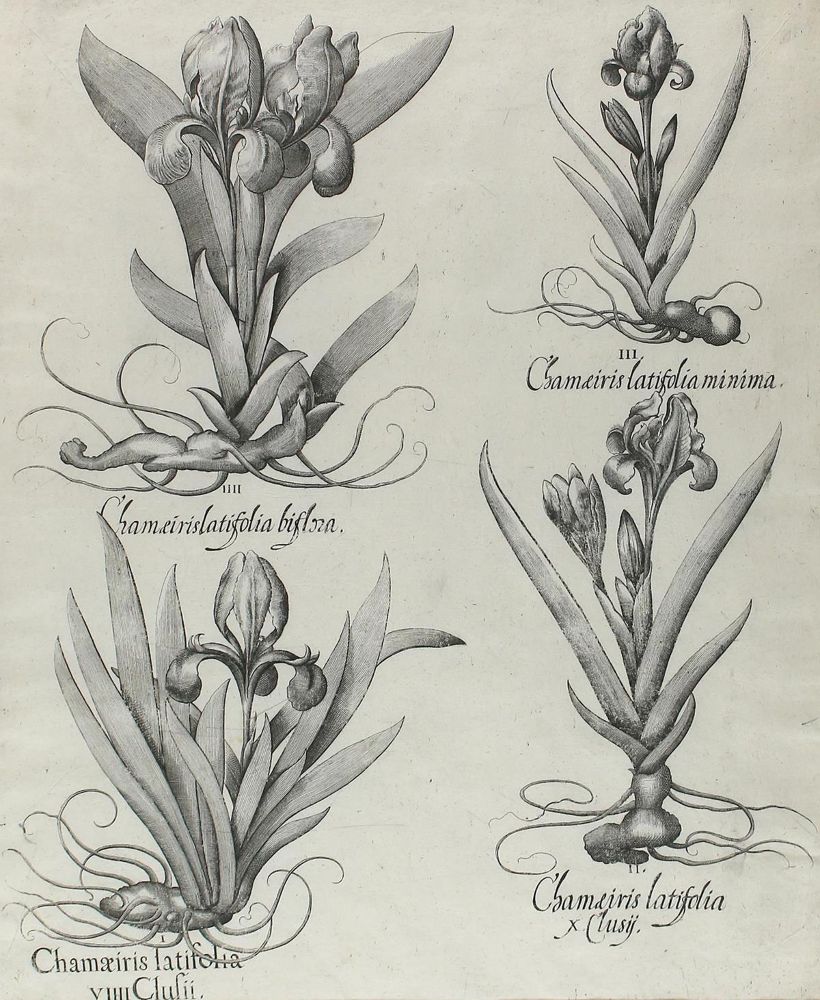Große Abbildung Nr.1: 123-2591 Chamaeiris.: (Varia, Botanik)