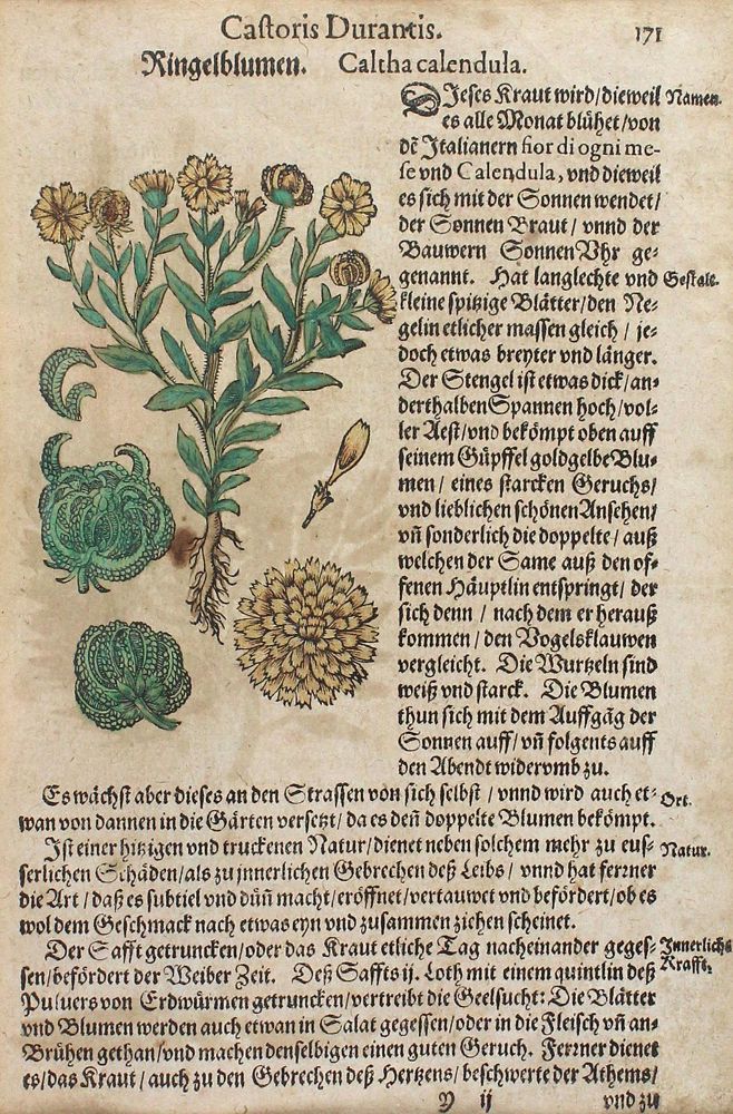 Große Abbildung Nr.1: 123-2592 Durante,C.: (Varia, Botanik)