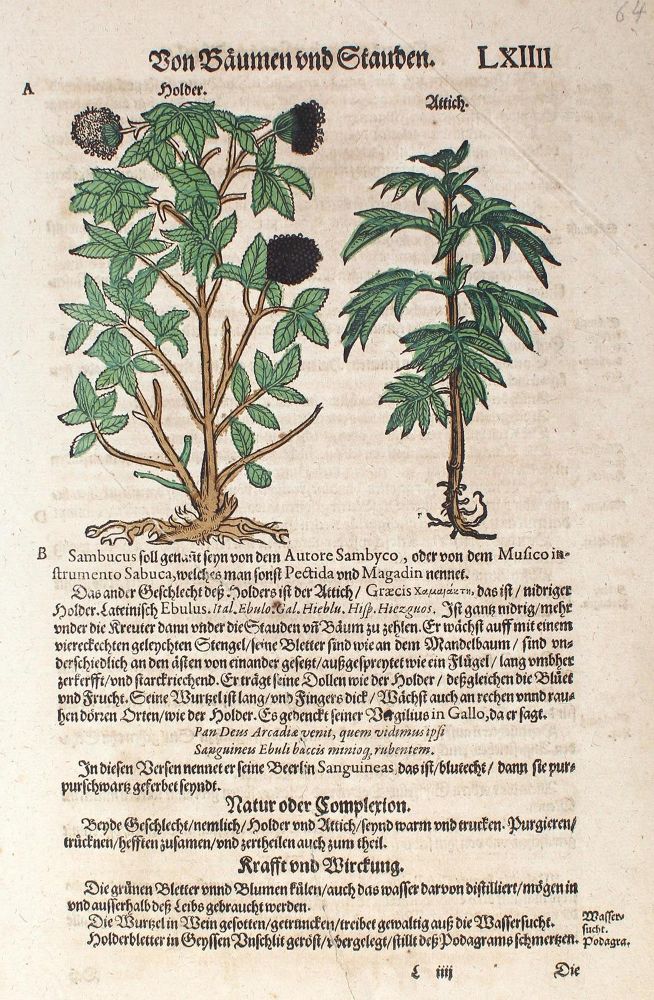 Große Abbildung Nr.1: 123-2599 Kräuterbuch.: (Varia, Botanik)