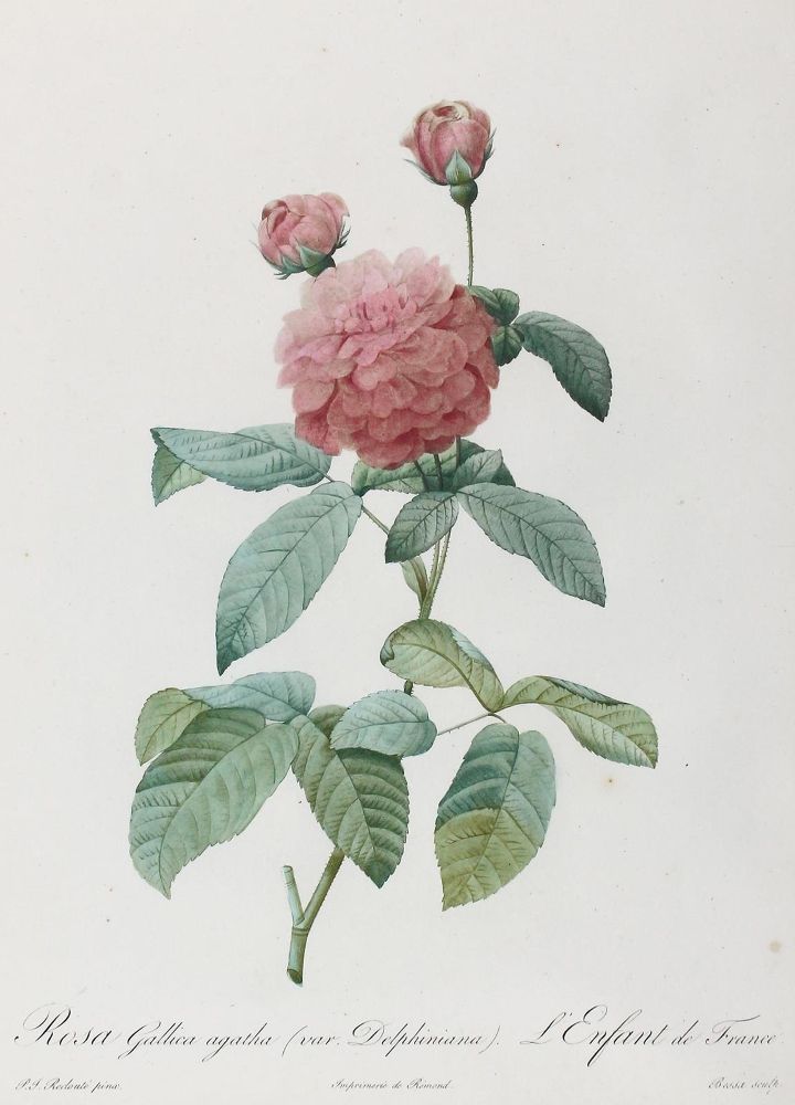 Große Abbildung Nr.1: 123-2601 Rose.: (Varia, Botanik)