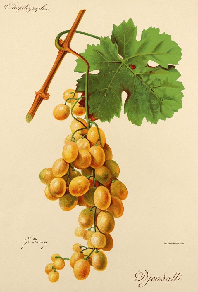Große Abbildung Nr.6: 123-2602 Sammlung: (Varia, Botanik)