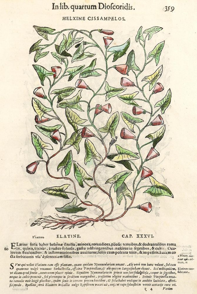 Große Abbildung Nr.7: 123-2602 Sammlung: (Varia, Botanik)