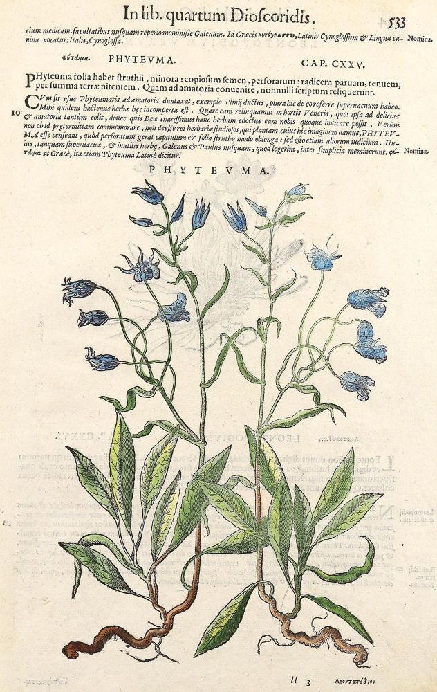 Große Abbildung Nr.8: 123-2602 Sammlung: (Varia, Botanik)