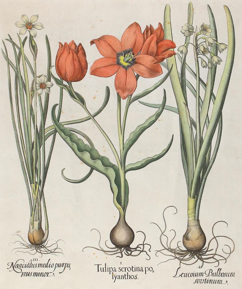 Große Abbildung Nr.1: 123-2730 Tulpen u. Narzissen.: (Varia)