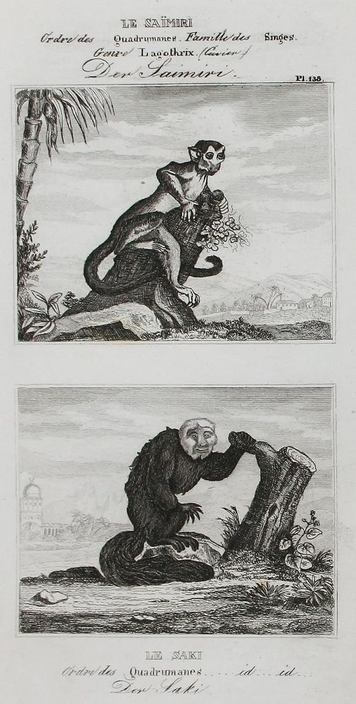 Große Abbildung Nr.1: 123-2736 Buffon, George-Louis-Léclerc, Graf von: (Varia, Zoologie)