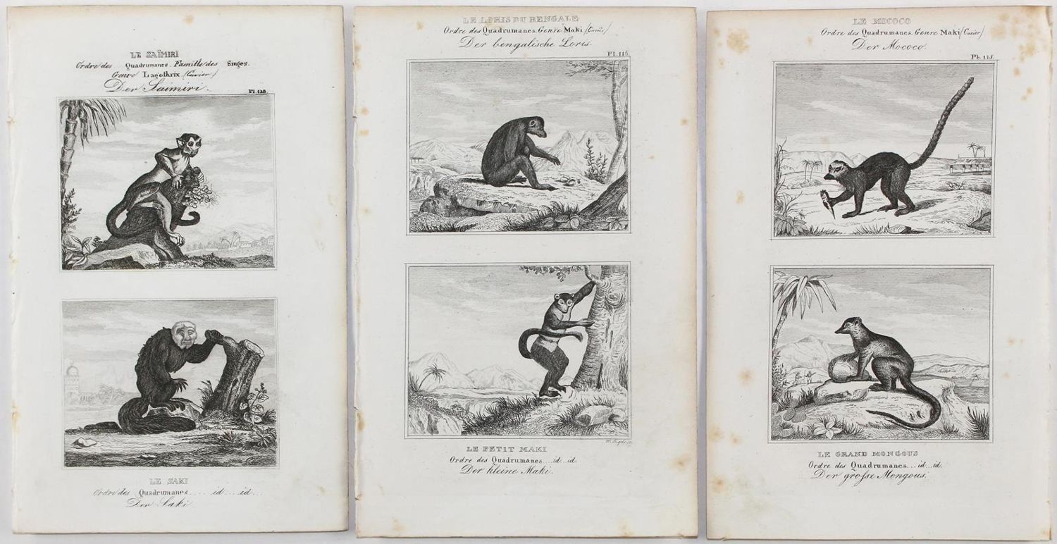 Große Abbildung Nr.2: 123-2736 Buffon, George-Louis-Léclerc, Graf von: (Varia, Zoologie)