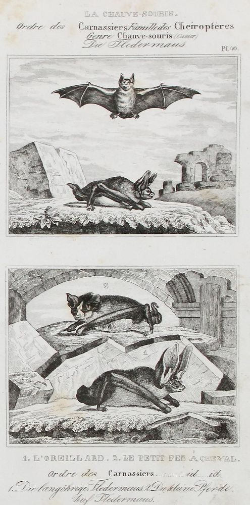 Große Abbildung Nr.1: 123-2737 Buffon, George-Louis-Léclerc, Graf von: (Varia, Zoologie)