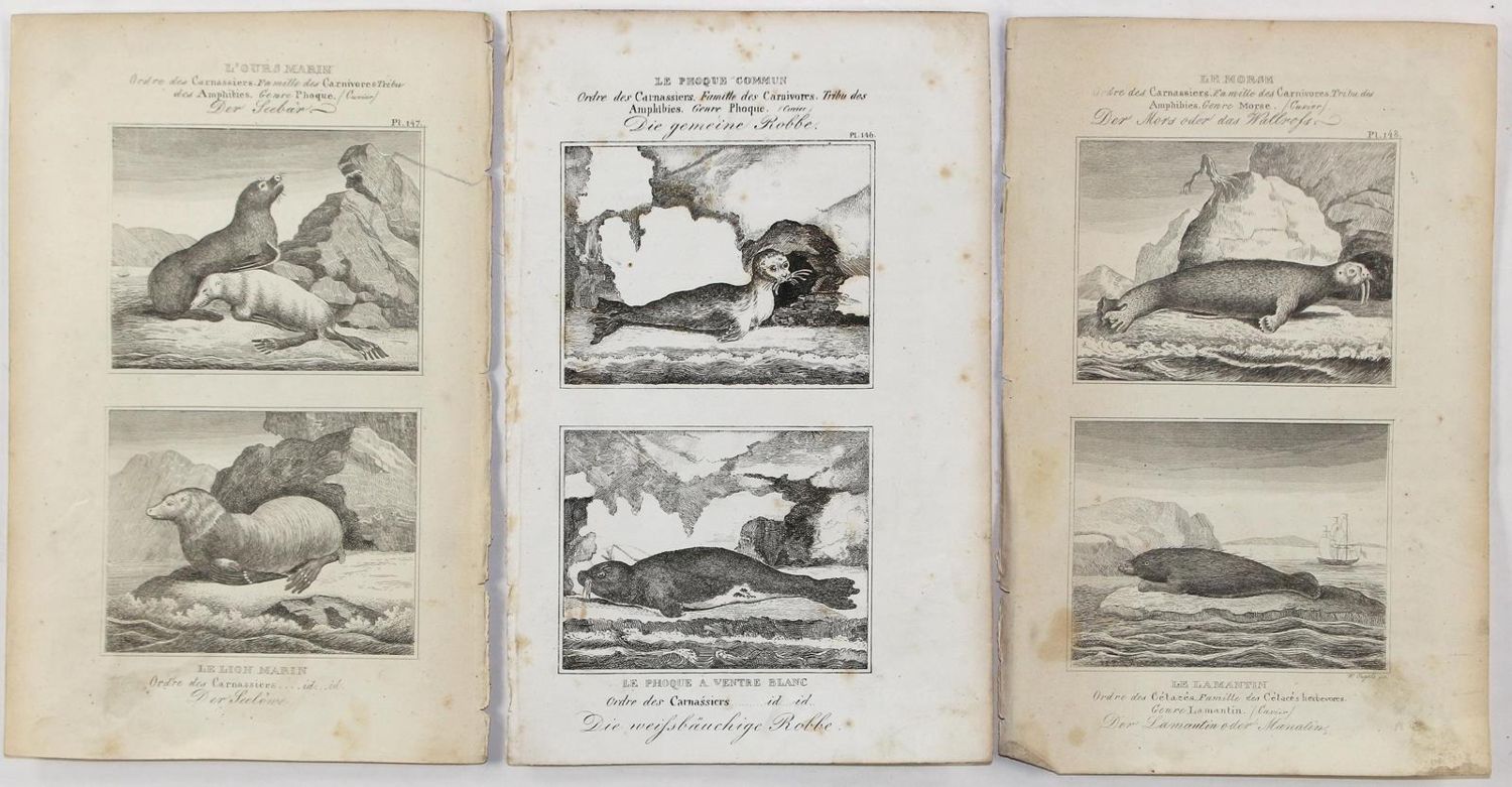 Große Abbildung Nr.3: 123-2737 Buffon, George-Louis-Léclerc, Graf von: (Varia, Zoologie)